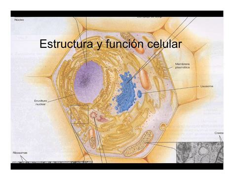 Pdf Estructura Y Funci N Celular B Sicas Empleadas Por Las