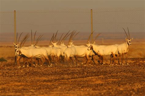 First Arabian Oryx Born In Saudi Arabia After 90 Years Middle East