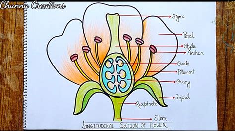 Labelled Diagram Flower Diagram Quiz On Flower Parts