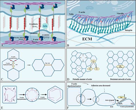 Frontiers Actin Polymerization And Depolymerization In Developing