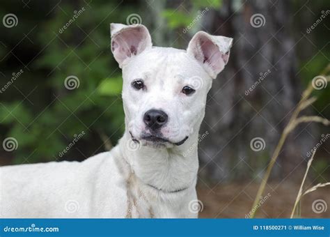 Female White Terrier Mixed Breed Dog Stock Image Image Of Puppies