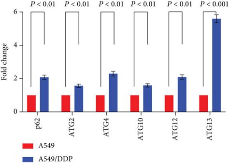 A549 DDP Cells Showed A Higher Level Of Basal Autophagy In Response To