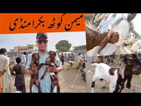 Memon Goth Bakra Mandi Malir New Update Youtube