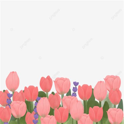 Beautiful Pink Tulips Bunga Kebun Pink PNG Transparent Clipart Image