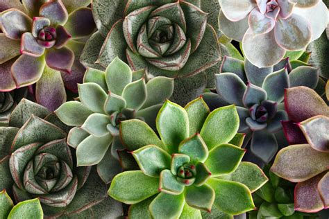 20 Breathtaking Balcony Privacy Plants And Their Care Guides