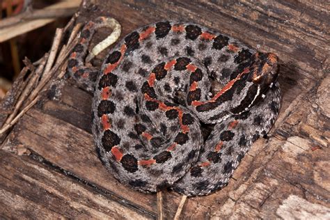 Dusky Pygmy Rattlesnake Florida Snake Id Guide