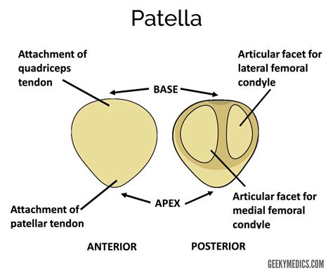 Patella Bone Markings