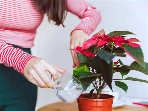 Comment garder longtemps le poinsettia après Noël Astuces de choc