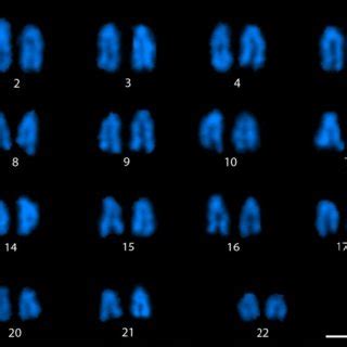 DAPI Stained Karyotype Of Male M Picta Note The Size Difference