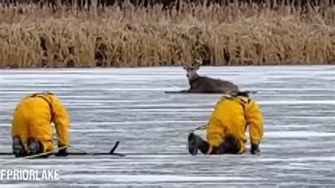 Minnesota: Firefighters rescue deer stuck on frozen lake | US News ...