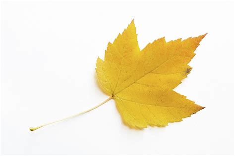 Yellow Sugar Maple Leaf on White Background Photograph by Michael Russell