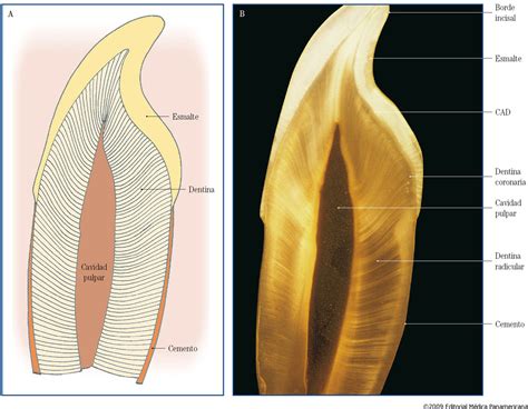 Histologia Dental