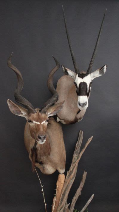 African Kudu And Gemsbok Mount Taxidermy Decor Animal Taxidermy