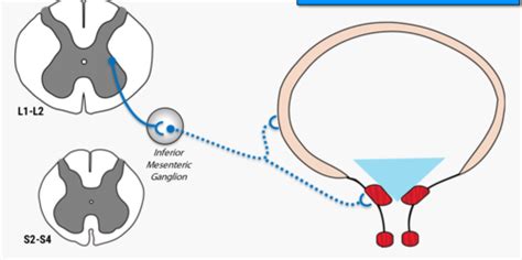 Bladder Control Micturition Flashcards Quizlet