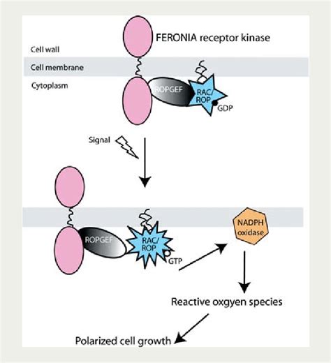 A Model For FER Mediated RAC ROP Signalled NADPH Oxidase Dependent