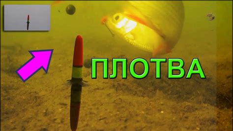 Поклевка Плотвы на поплавочную удочку. Подводная съемка. Fishing ...
