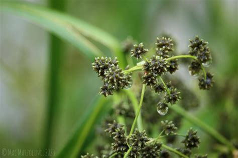 Scirpus Atrovirens Mac Marzolini