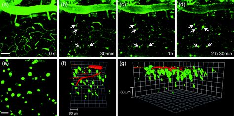 A Quadrupolar Two Photon Fluorescent Probe For In Vivo Imaging Of