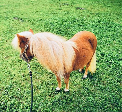 Pferdemarkt Pony Mini Shetland Pony Stute J Hrig Kaufen Landwirt