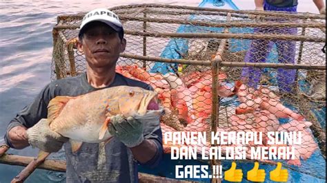 Perangkap Ikan Panen Kerapu Sunu Dan Lalosi Merah Lg Bro YouTube