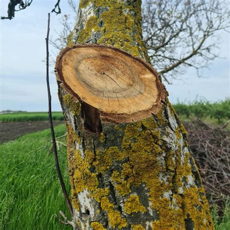 Un Arbre Avec Une Mousse Jaune Dessus Et Un Tronc D Arbre Avec Un Tronc