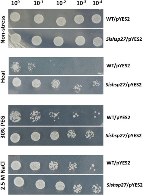 Spot Assay Of Yeast W303 Cells On Sd Ura Basal Medium Growth Of Download Scientific Diagram