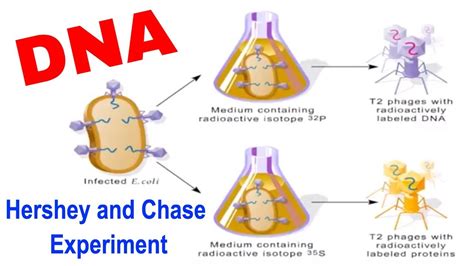 Martha Chase Experiment