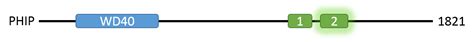 Human Pleckstrin Homology Domain Interacting Protein Phip Sgc