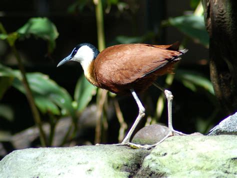 The Online Zoo African Jacana