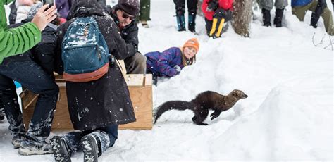 Tree Climbing Carnivores Called Fishers Are Back In Washingtons Forests