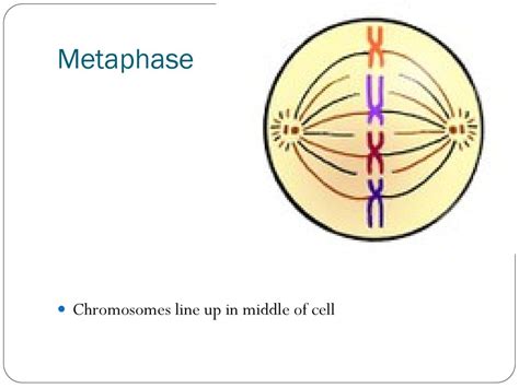 Bellwork Name The 3 Types Of Symbiosis And Draw Symbols To Represent