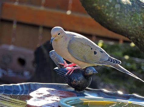 Hd Wallpaper Gray Bird With Red Feet On Black Concrete Bird Figurine