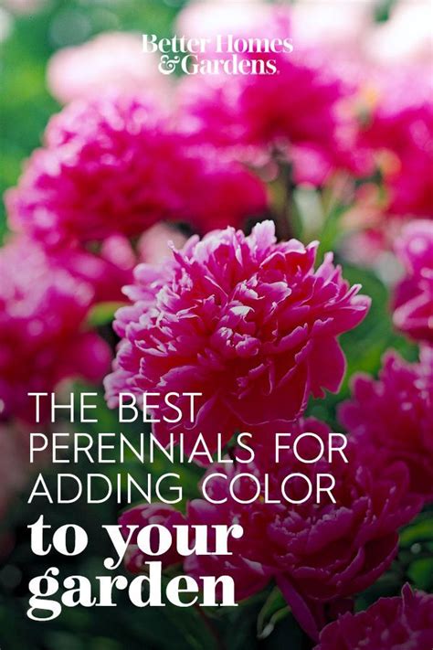 24 Hardy Perennials That Will Add Color To Your Garden Year After Year