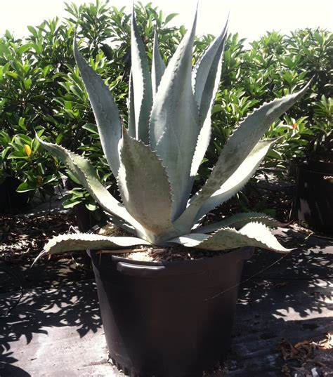 Creekside Nursery Sapphire Skies Beaked Blue Yucca