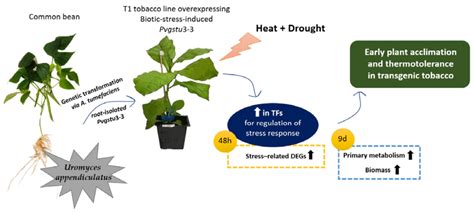 Transgenic Tobacco Plant