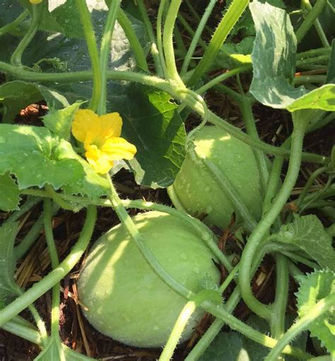 Growing Honeydew Ultimate Summer Fruit