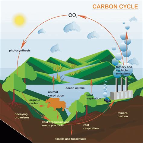 Schematic Diagram Of Carbon Cycle