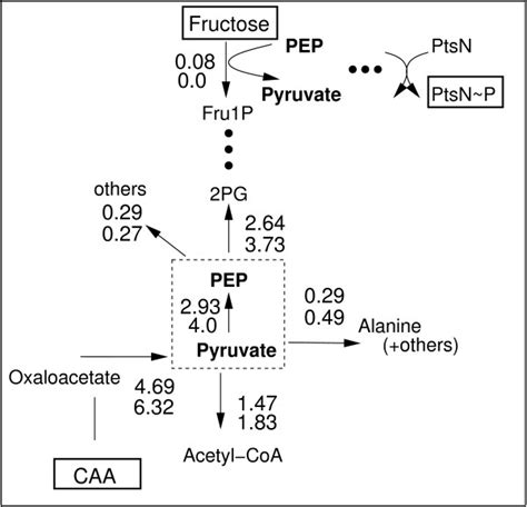 Flux Map At Node Pep Pyruvate For Growth Conditions Of The Wild Type On