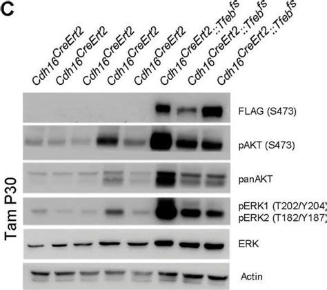 Human Mouse Rat Phospho Erk T Y Erk T Y Antibody