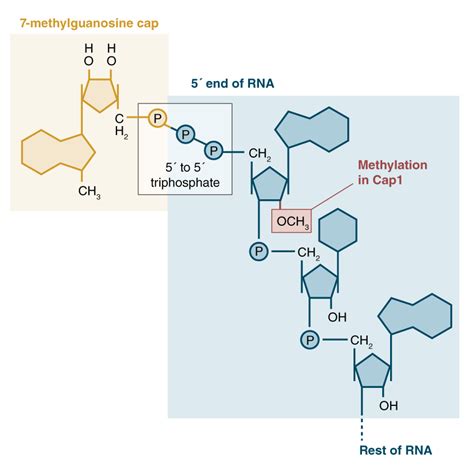 Post Transcriptional Modifications PTMs Steps Regulations