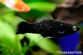 Swordtail Black Xiphophorus Helleri Var Black Fish Profile