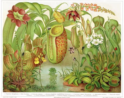 Carnivorous Plants Photograph By Cordelia Molloyscience Photo Library Fine Art America