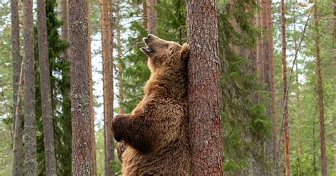 On Sait Enfin Pourquoi Les Ours Se Frottent Aux Arbres