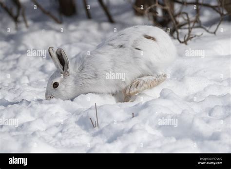 White Snowshoe Hare In Winter Stock Photo Alamy