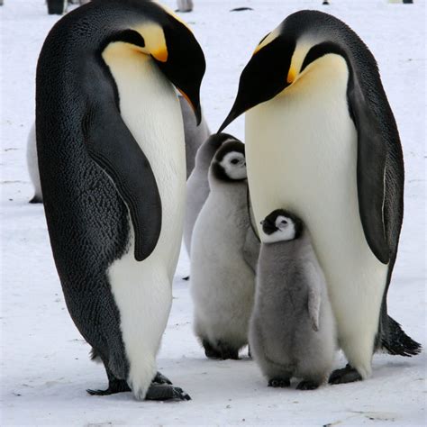 The Sweetest Moments Captured In 30 Stunning Penguin Pictures