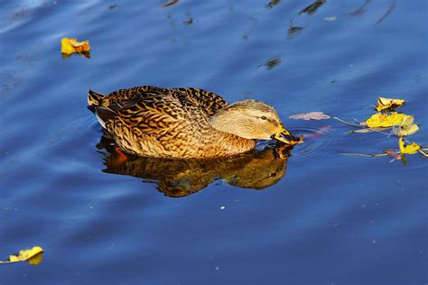 1920x1080 Wallpaper Brown And Black Duck Peakpx