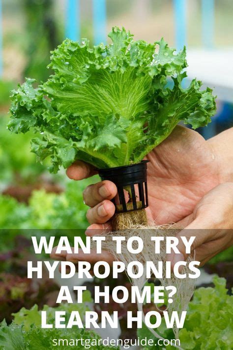 Getting Started In Hydroponics A Beginner S Guide Smart Garden