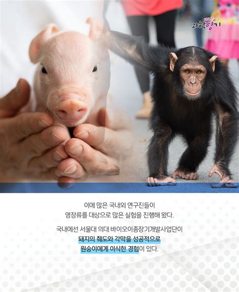 돼지 신장 인체 면역거부반응 극복 ‘이종 간 이식 시대 열리나feat과학향기 네이버 블로그