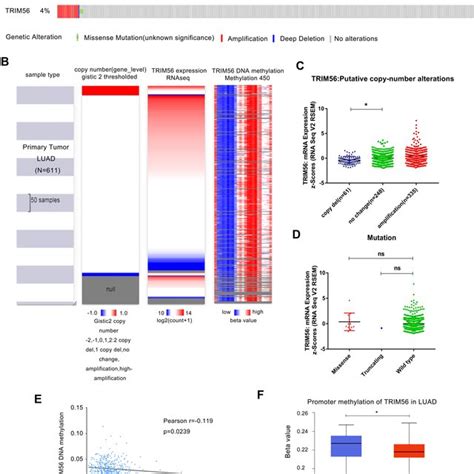 Trim Dna Copy Number Alteration Cna Mutation And Methylation In