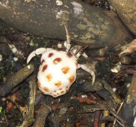 Tawny Hermit Crab From Western AS On February 22 2023 At 04 17 PM By